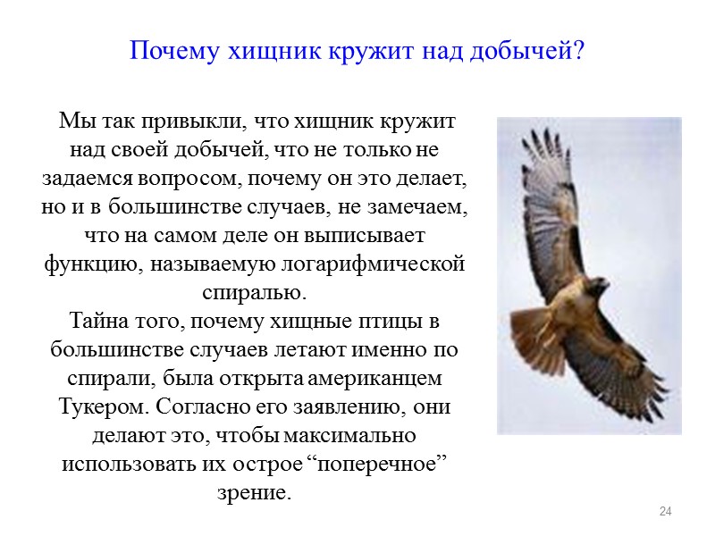 Почему хищник кружит над добычей?  Мы так привыкли, что хищник кружит над своей